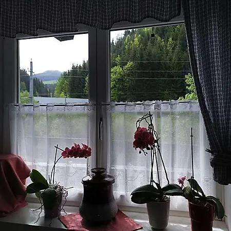 Nachtviole Hüttau