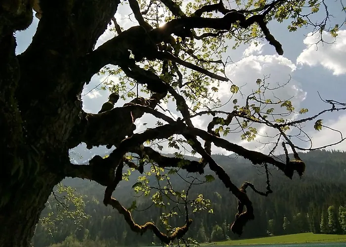 Bed & Breakfast Nachtviole Hüttau